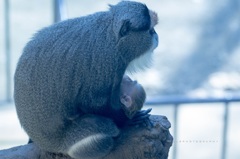 Mom's Love