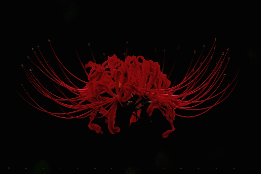 Red Spider Lily