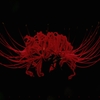 Red Spider Lily