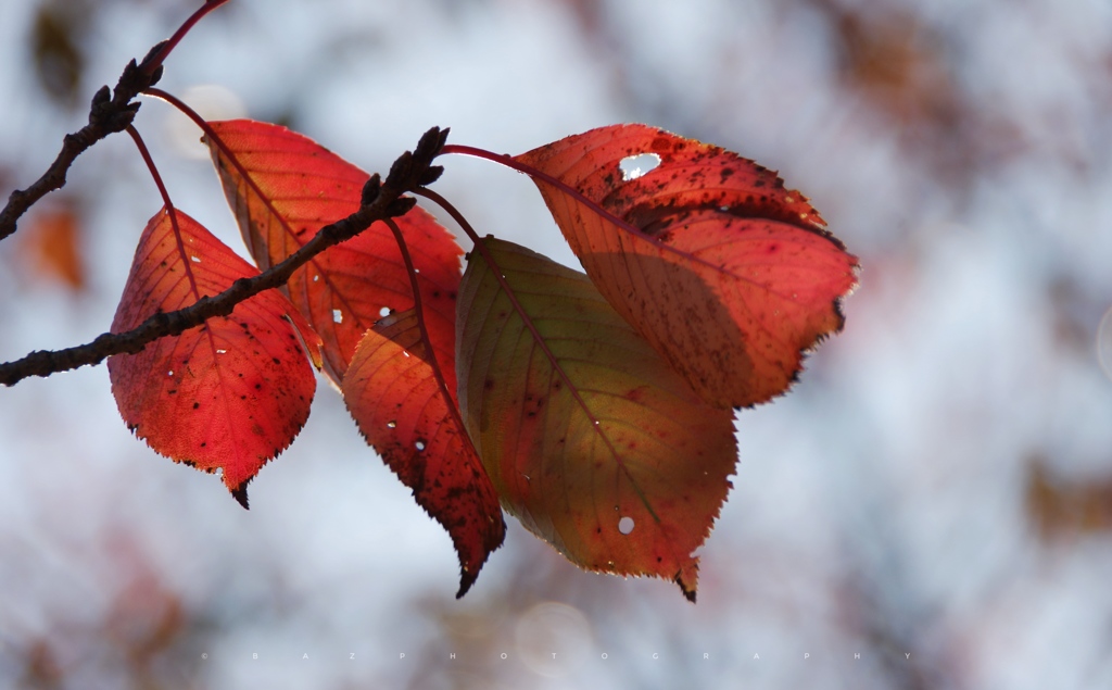Autumn