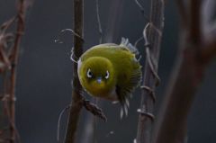 メジロの飛翔