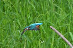 カワセミの飛びこみ
