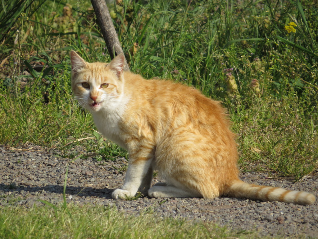 猫