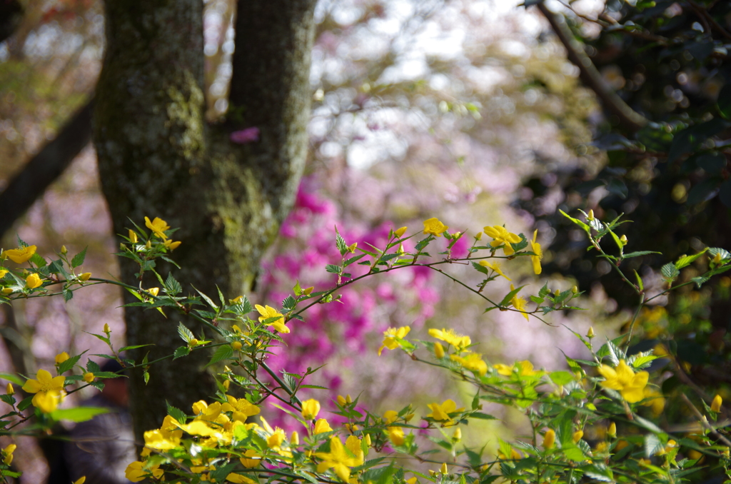 桜