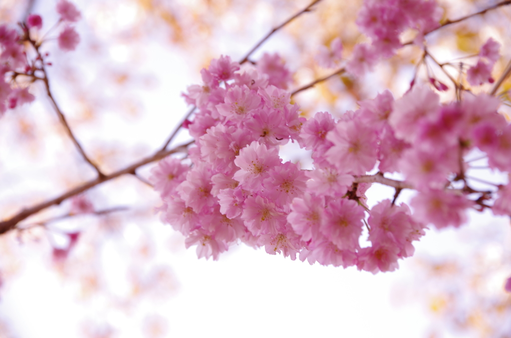 桜