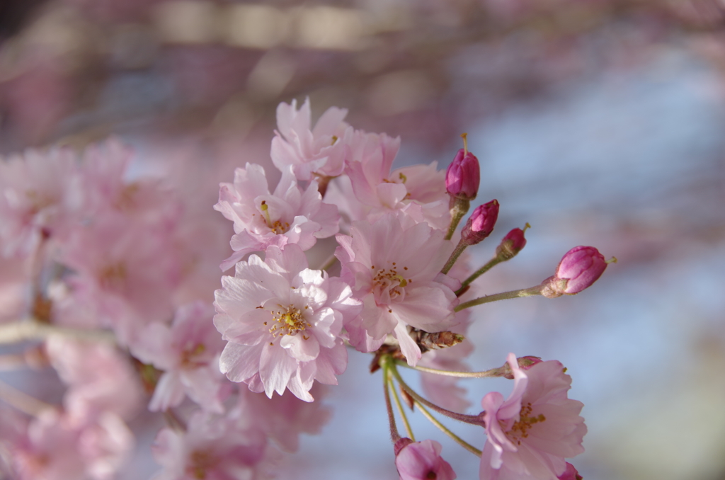桜