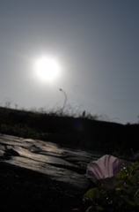 何の花？