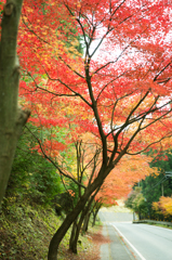 洞川温泉に続く紅葉ロード