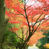 洞川温泉に続く紅葉ロード