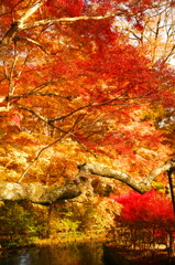 談山神社の紅葉