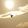 under the sun