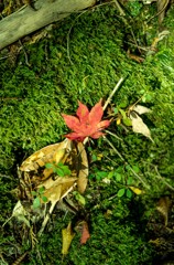 紅葉が1枚