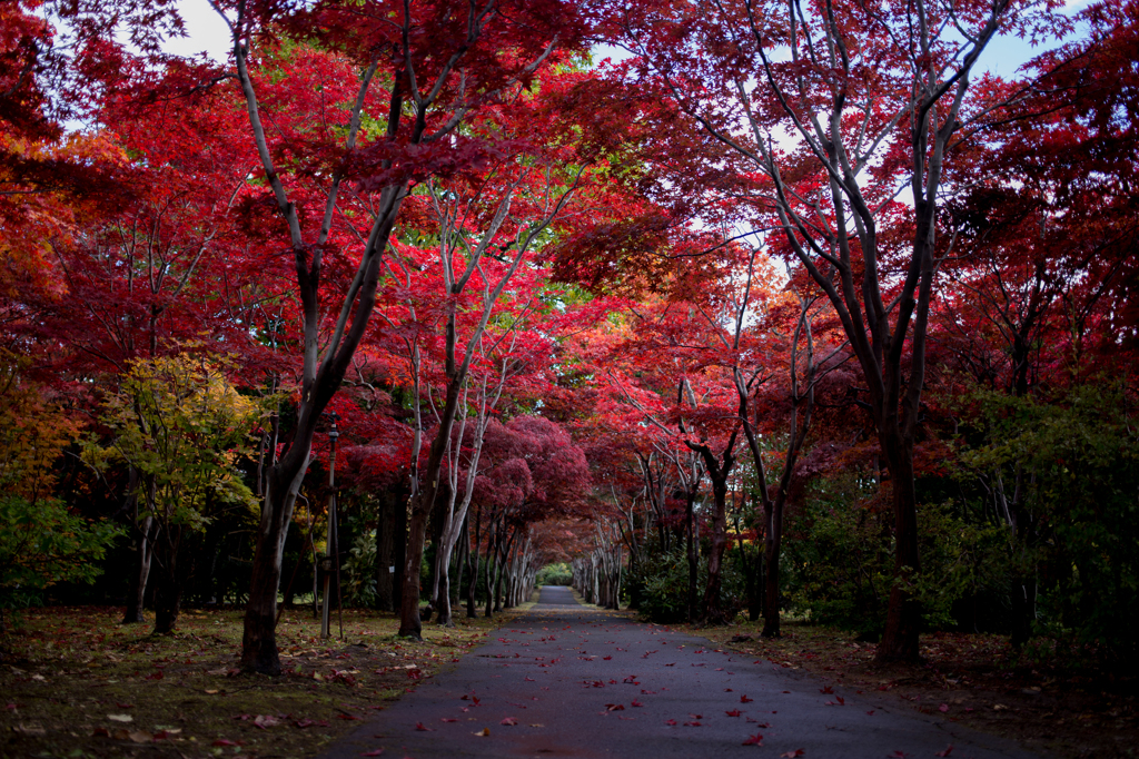 紅