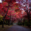 紅