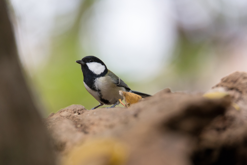 留鳥シジュウカラ