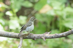ぼさぼさ幼鳥