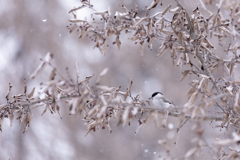 雪が好き