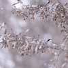 雪が好き