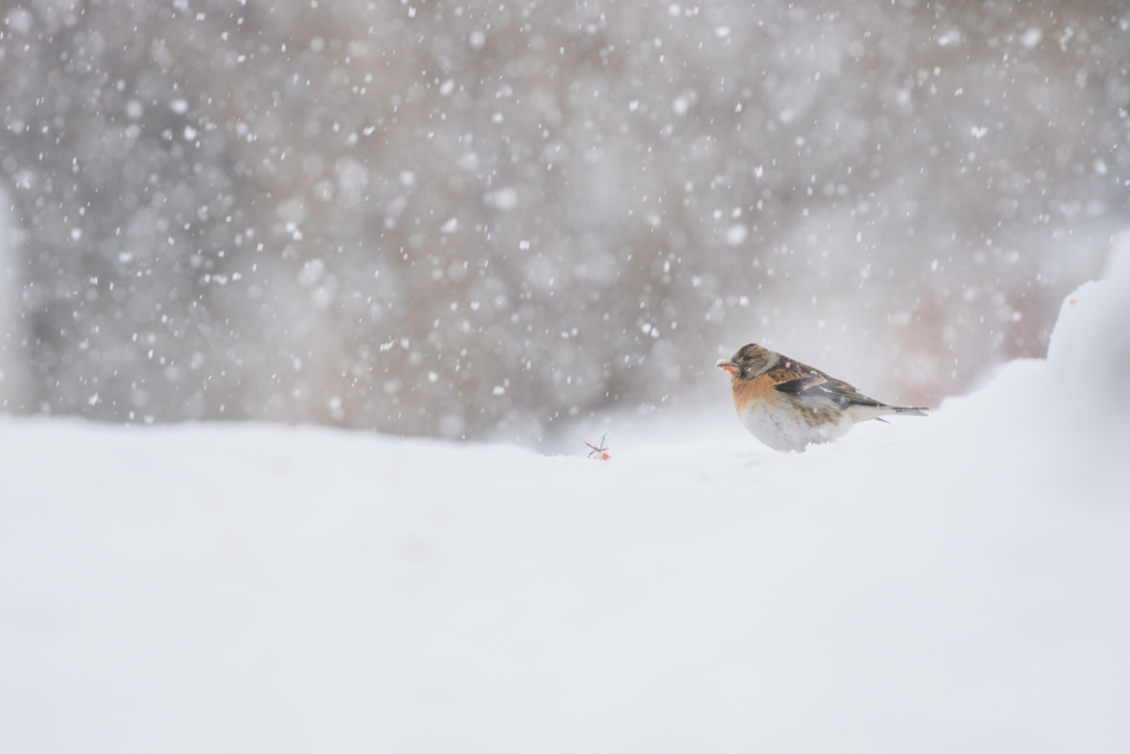 雪降りすぎ～