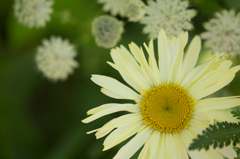 yellow～＊
