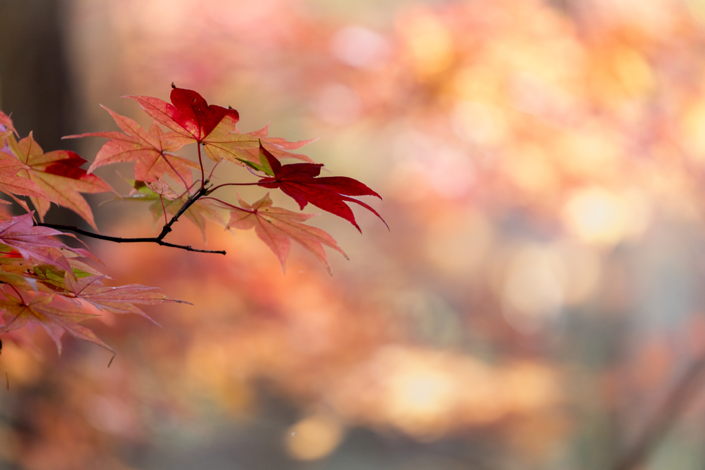 紅葉ピーク♪