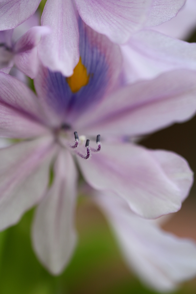 やさしさ・・花