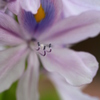 やさしさ・・花