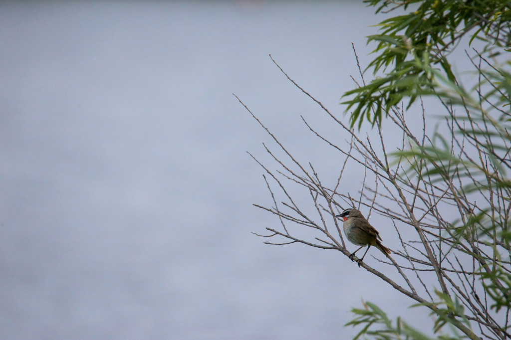 鳥として生きる姿