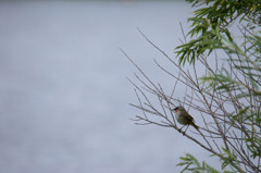 鳥として生きる姿