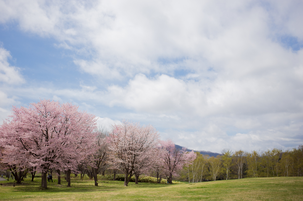 ～Sakura～咲く