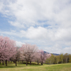 ～Sakura～咲く