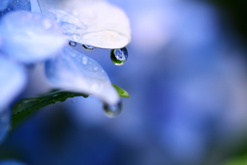 雨滴る