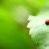 テントウムシ
