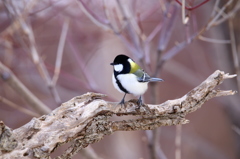 ふっくらシジュウカラ