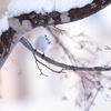 見上げれば雪