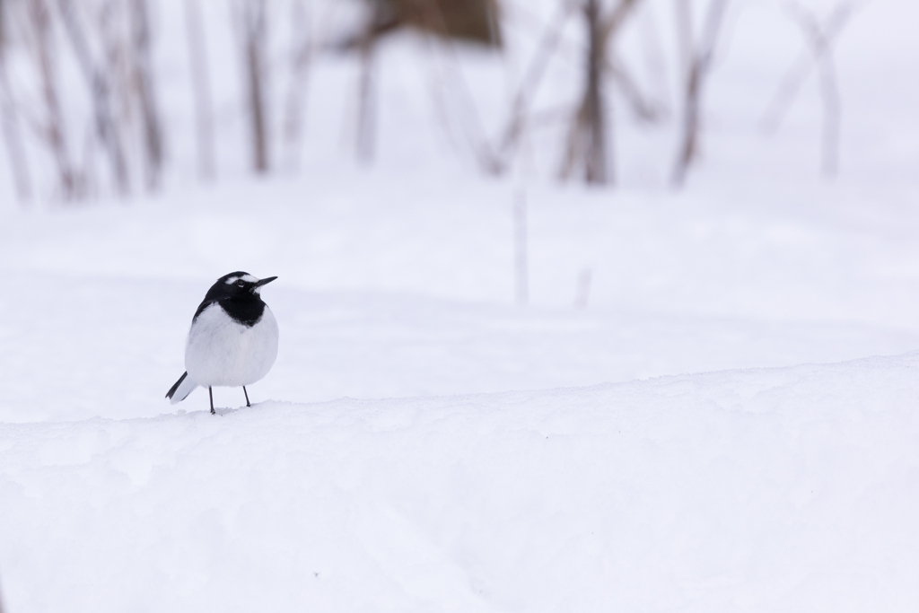 雪と同じ色だね