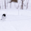 雪と同じ色だね