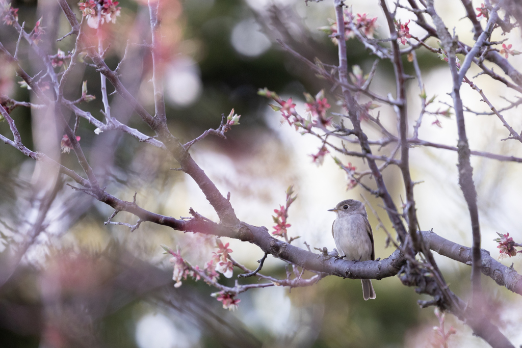 散った桜に