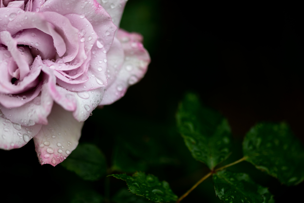 梅雨