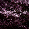 桜咲く