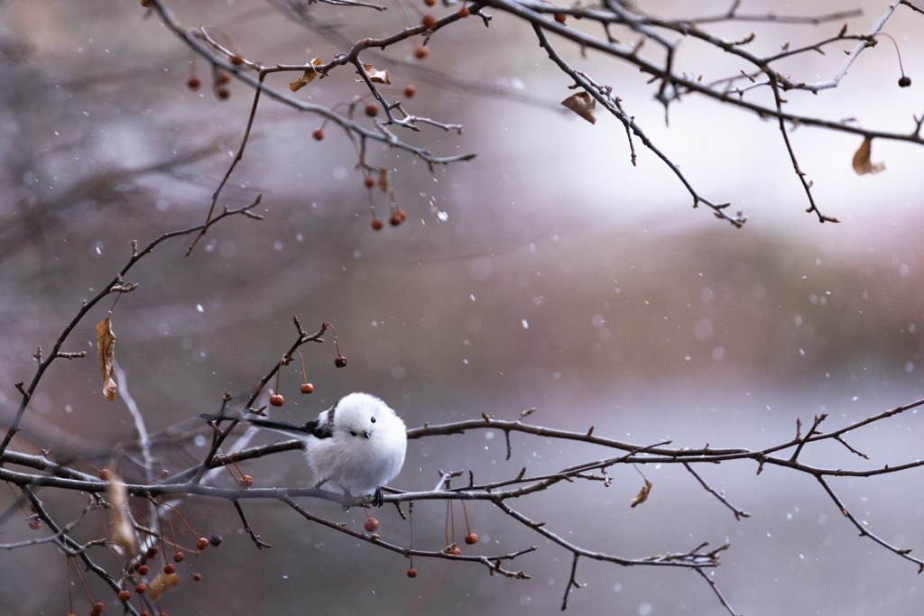 雪が降ってきた By Onomi Id 写真共有サイト Photohito