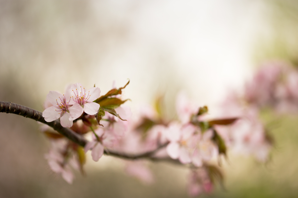 待ち焦がれし~sakura~