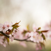 待ち焦がれし~sakura~