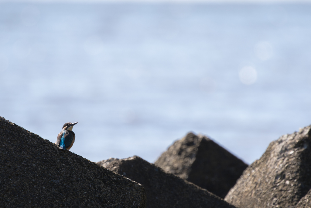 海でカワセミ