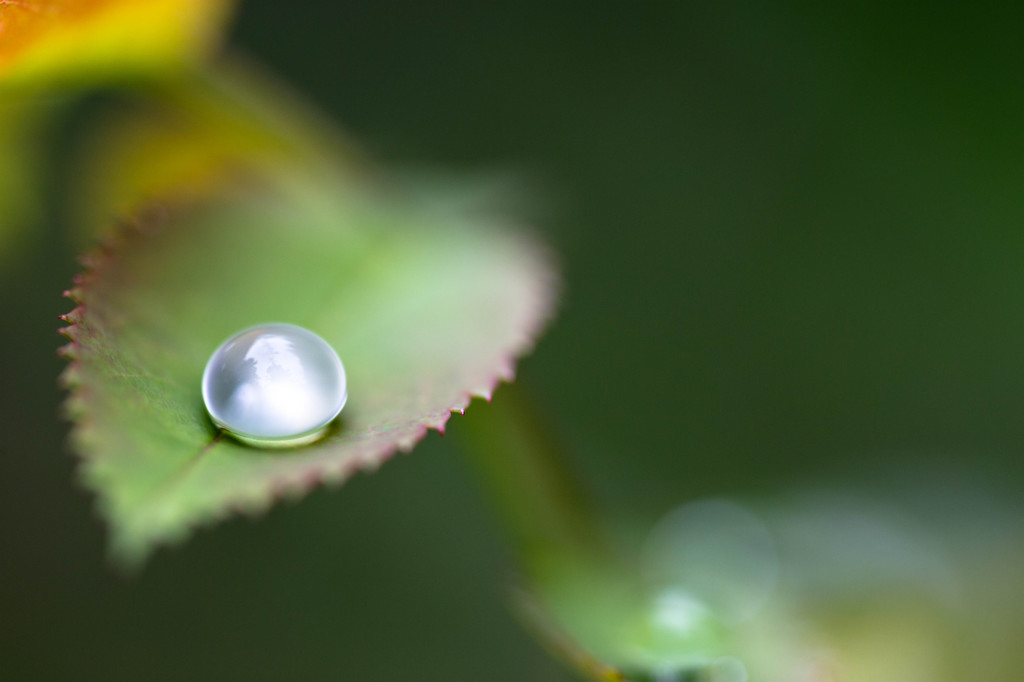水飾り