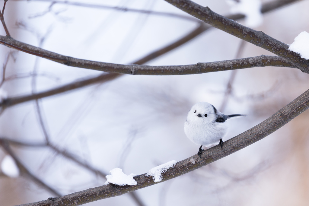 雪の妖精