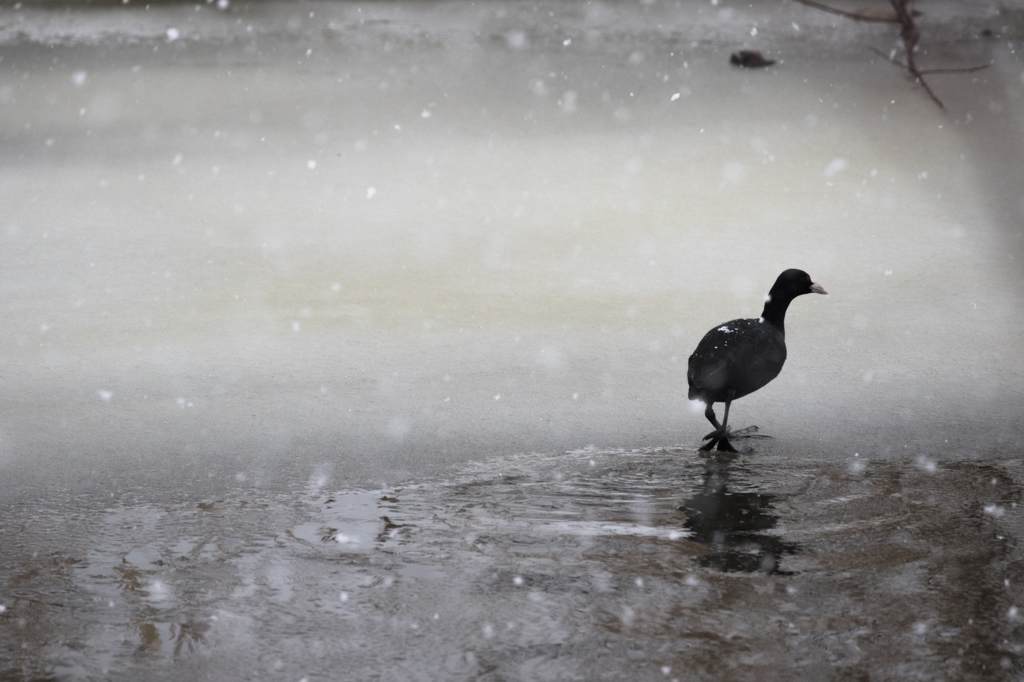 水鳥のいる風景