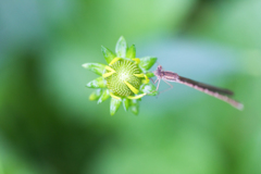 小さな花に