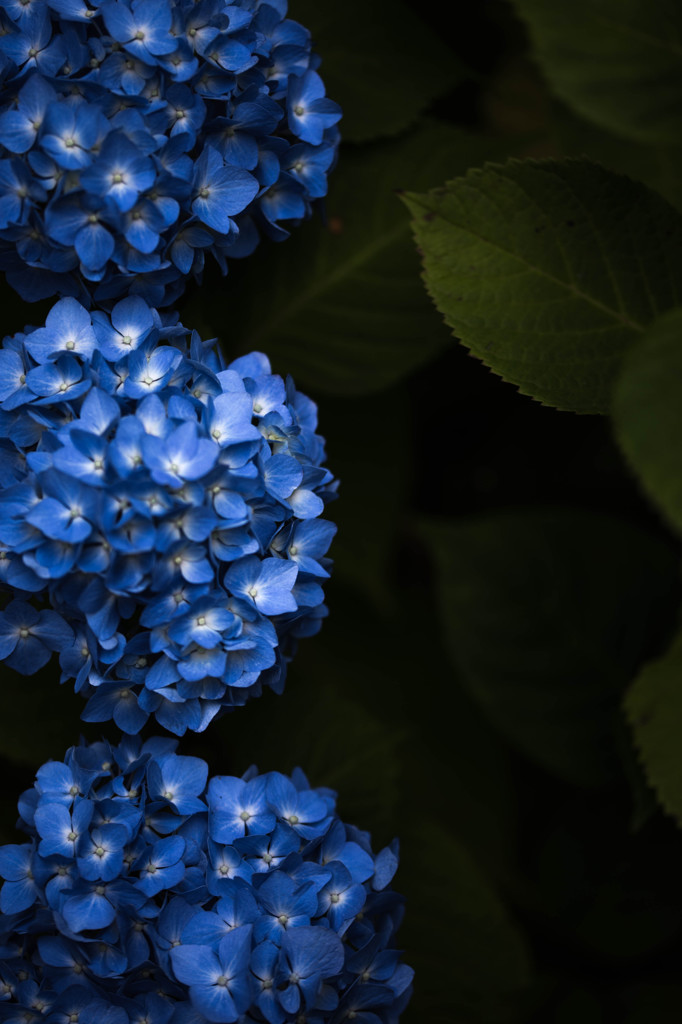 やっと花が咲く