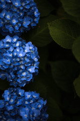 やっと花が咲く